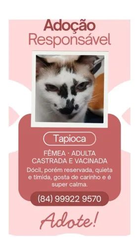 Gata para adoção - Tapioca