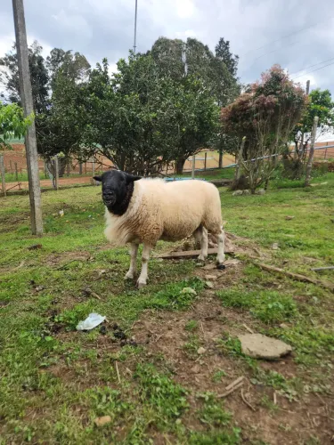 Carneiro dorper macho reprodutor 