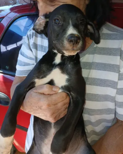 Filhotes de cães de com 4 meses - adoção responsável 
