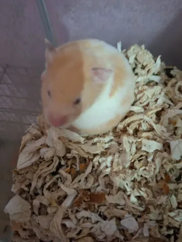 Hamsters