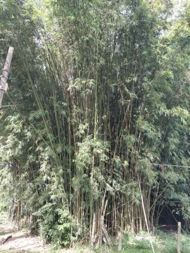 BAMBU - VARAS DE BAMBU VERDE GIGANTE
