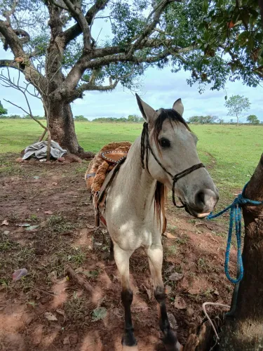Égua mansa e boa para lida