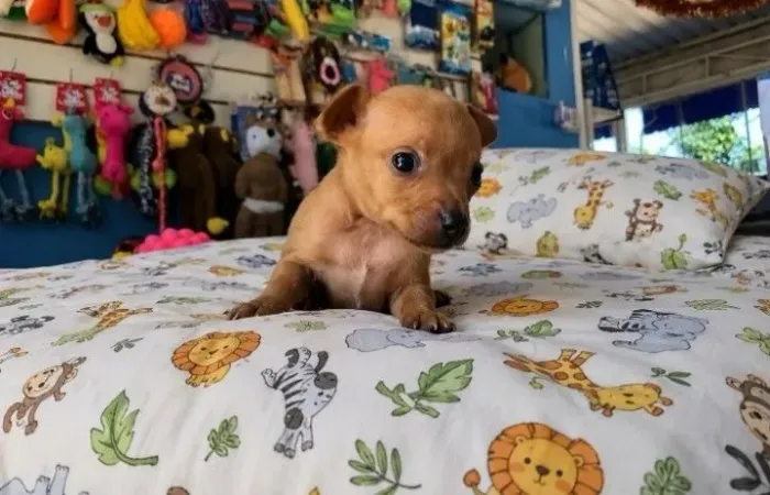 Pinscher : vermifugado