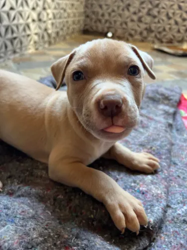 Cachorros Pit Monster a venda 2 macho disponível 