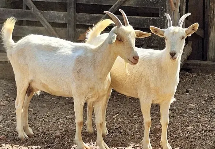 Cabras e bode