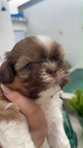 Filhotes de Shih tzu