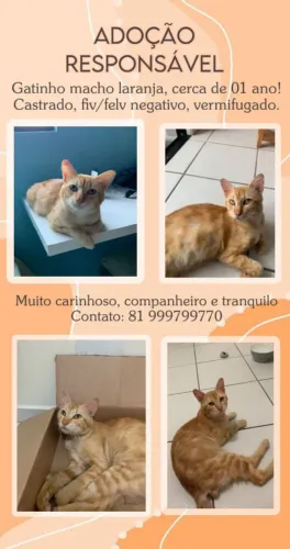 Gatinho extremamente carinhoso para adoção 