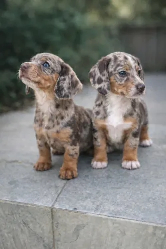 Dachshund