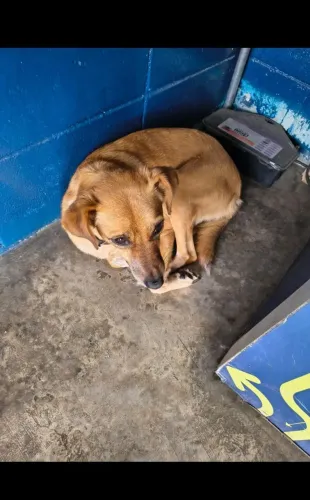 Perdida ou abandonada