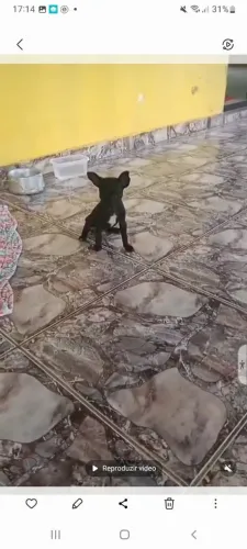 Pincher 0 com registro 