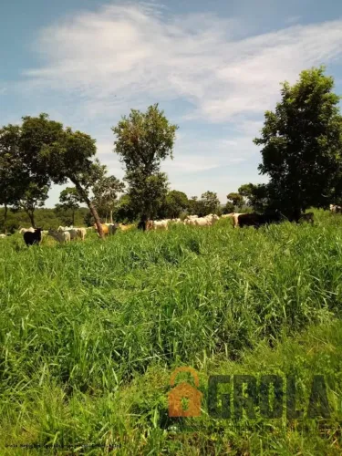 Fazenda à venda | Produtiva | rica em água | Pedro Gomes/MS