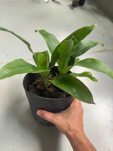 Planta pau d?água, dracena