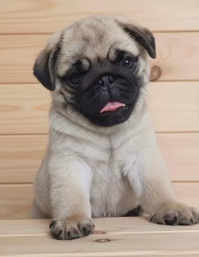 Cachorros 