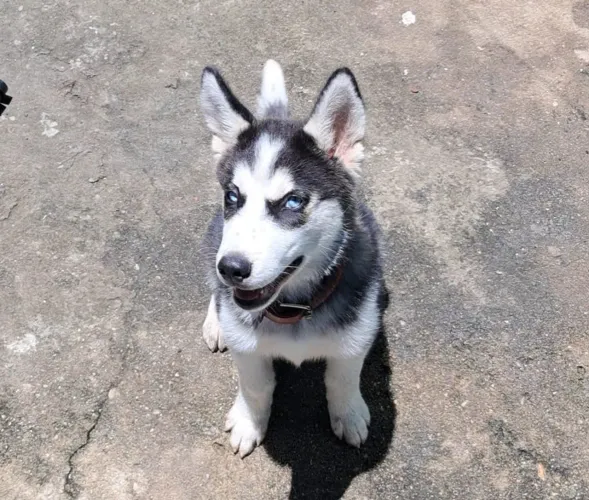 Vendo uma linda filhote de husky siberiano.