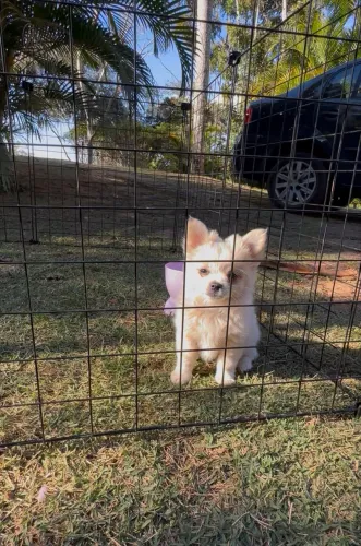 Chihuhaua Pelo Longo Branco 