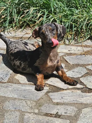 Dachshund leia a descrição 