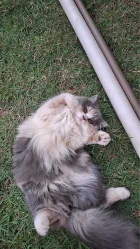 Gato