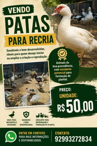 Patas para Recria - Ideais para Reprodução