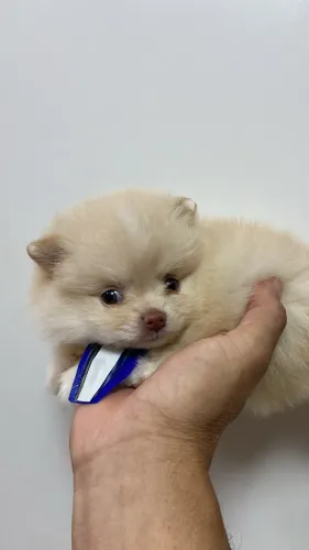 Lindos filhotes de Spitz alemão (Lulu da palmerania)