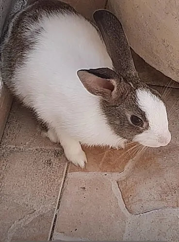 Coelhos