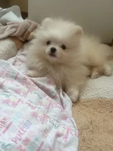 Spitz Alemão 