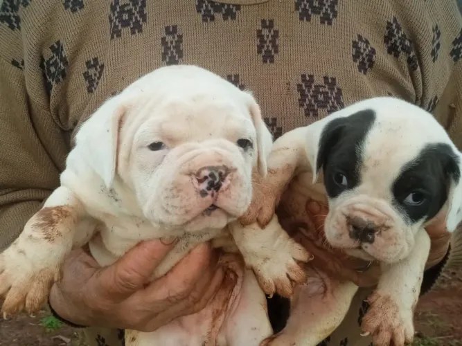 Buldogue campeiro 