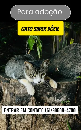 Gato super dócil para Adoção