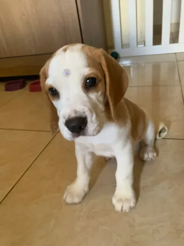 Beagle fêmea