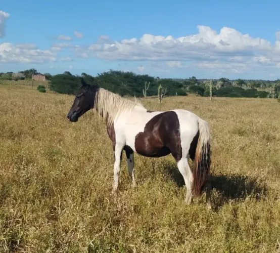 Potra Manga larga machador com menos de 2 Anos / Excelente origem / Pai com registro duplo