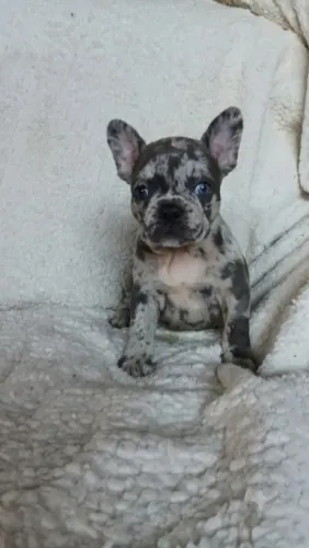 Buldogue francês