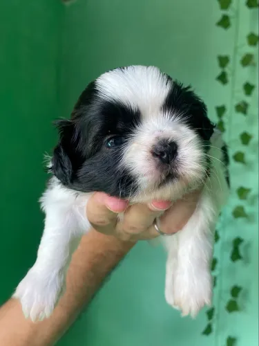 Filhote de Shih tzu macho