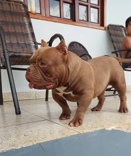 American Bully Micro