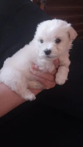 Maltês 