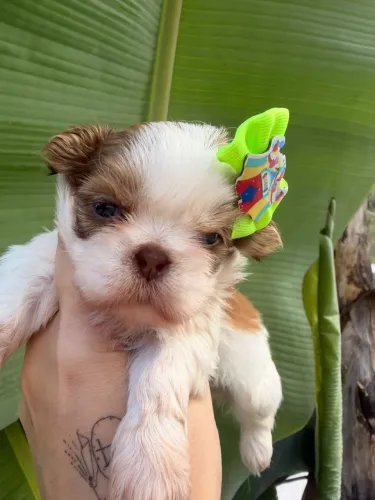 Vendo Linda filhote de Shih Tzu anã !!!