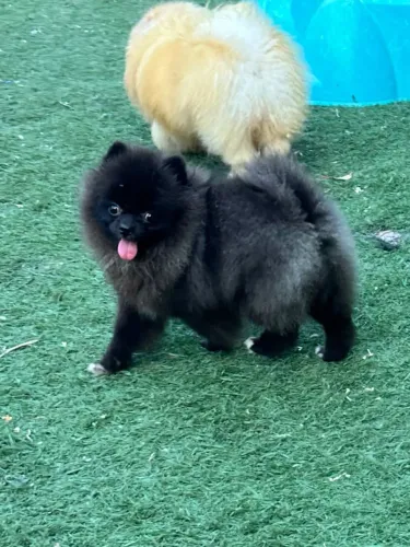 Lulu