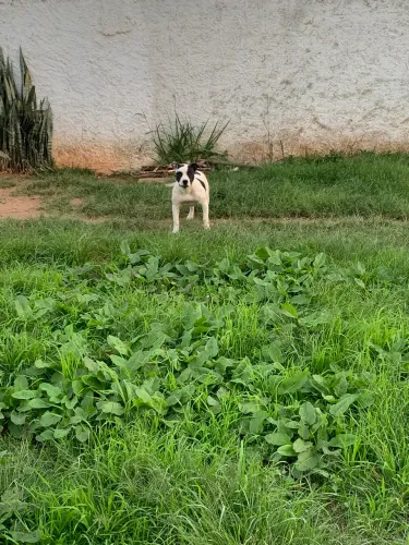 Pitbull