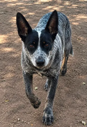 CACHORRO FILHOTE DE BLUE HEELER (BOIADEIRO AUSTRALIANO) PURO À VENDA