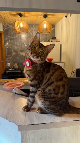 Gato Bengal
