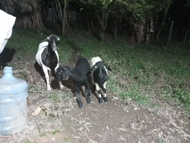 1 carneira + 1 carneirinha mamando +1 carneirinho desmamado