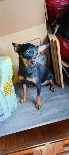 Rottweiler Mini