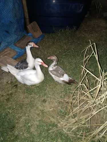 Patos