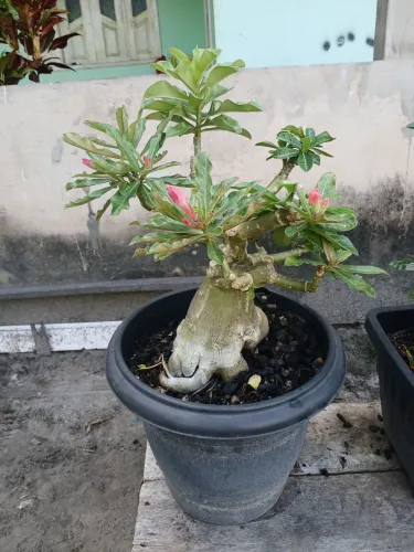 Rosa do deserto disponível