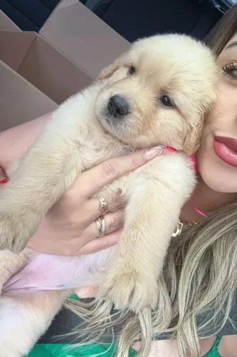 golden retriever filhotes