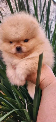 Lulu pomerania.