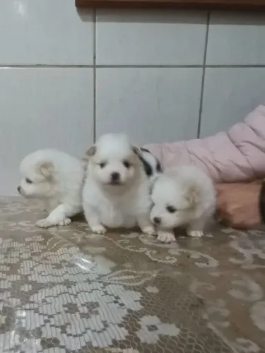 Vende-se Lulu da Pomerânia 3 machos 800,00 cada