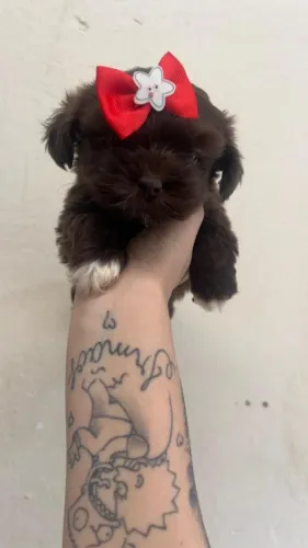 Shih Tzu: elegância e ternura em destaque