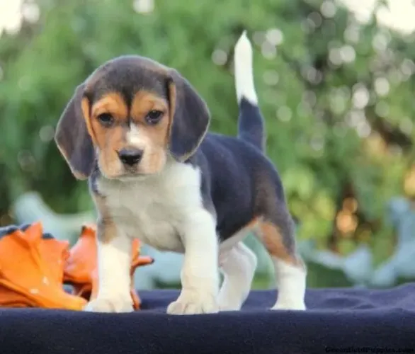 Beagle Filhotinho com muito charme disponível