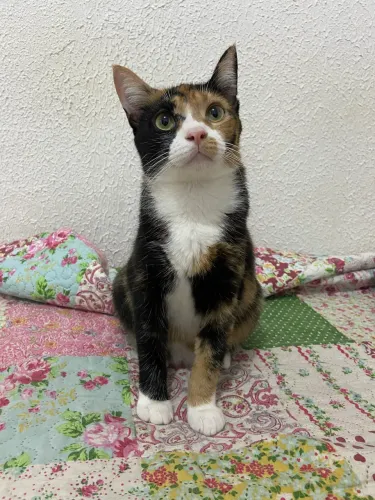 Gata
