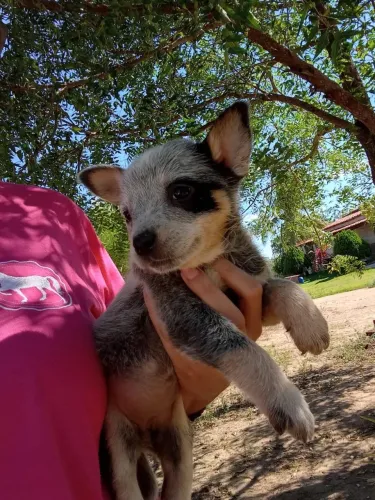 Filhotes de Blue Heeler