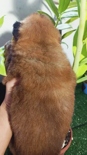 Chowchow macho
